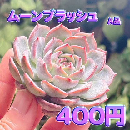 ムーンブラッシュ　A品　カット苗