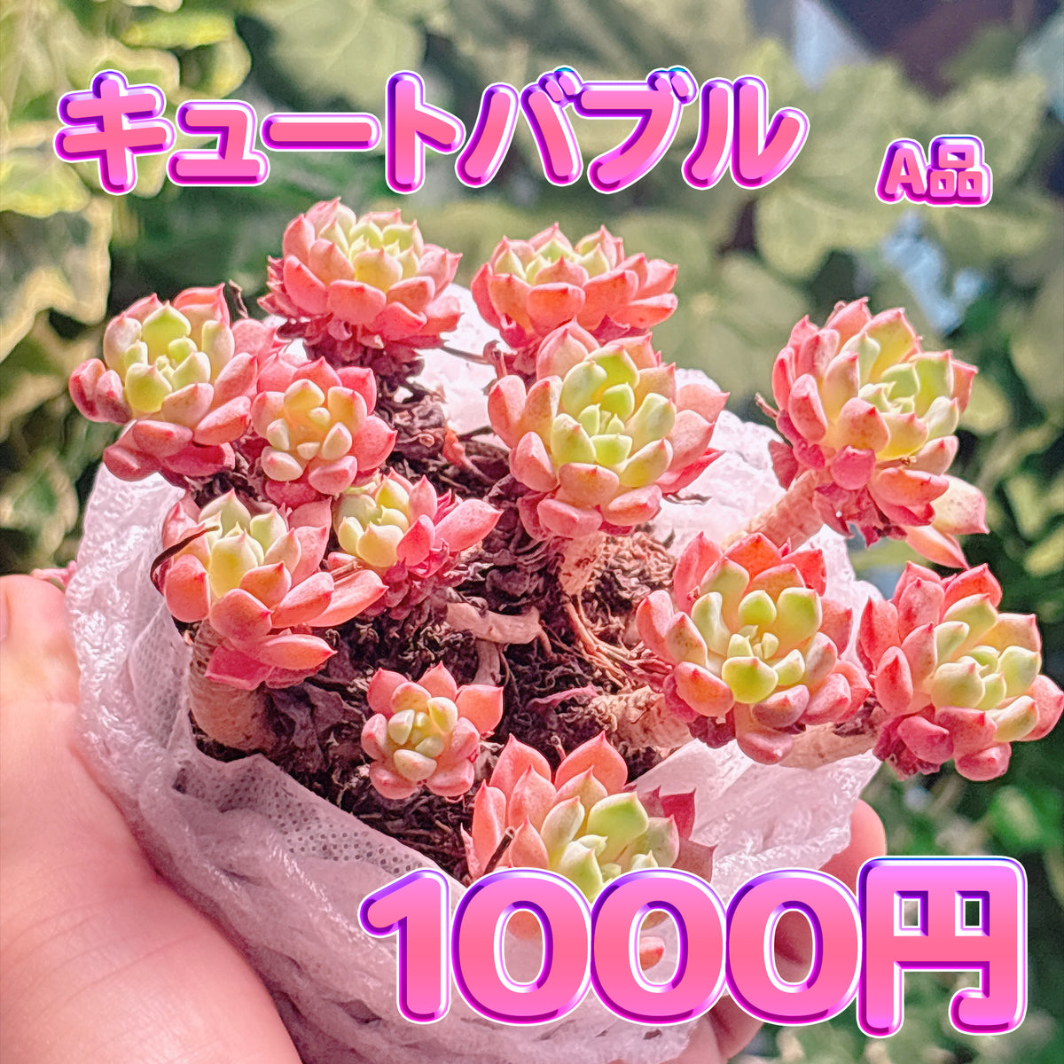 キュートバブル　A品　根付き苗