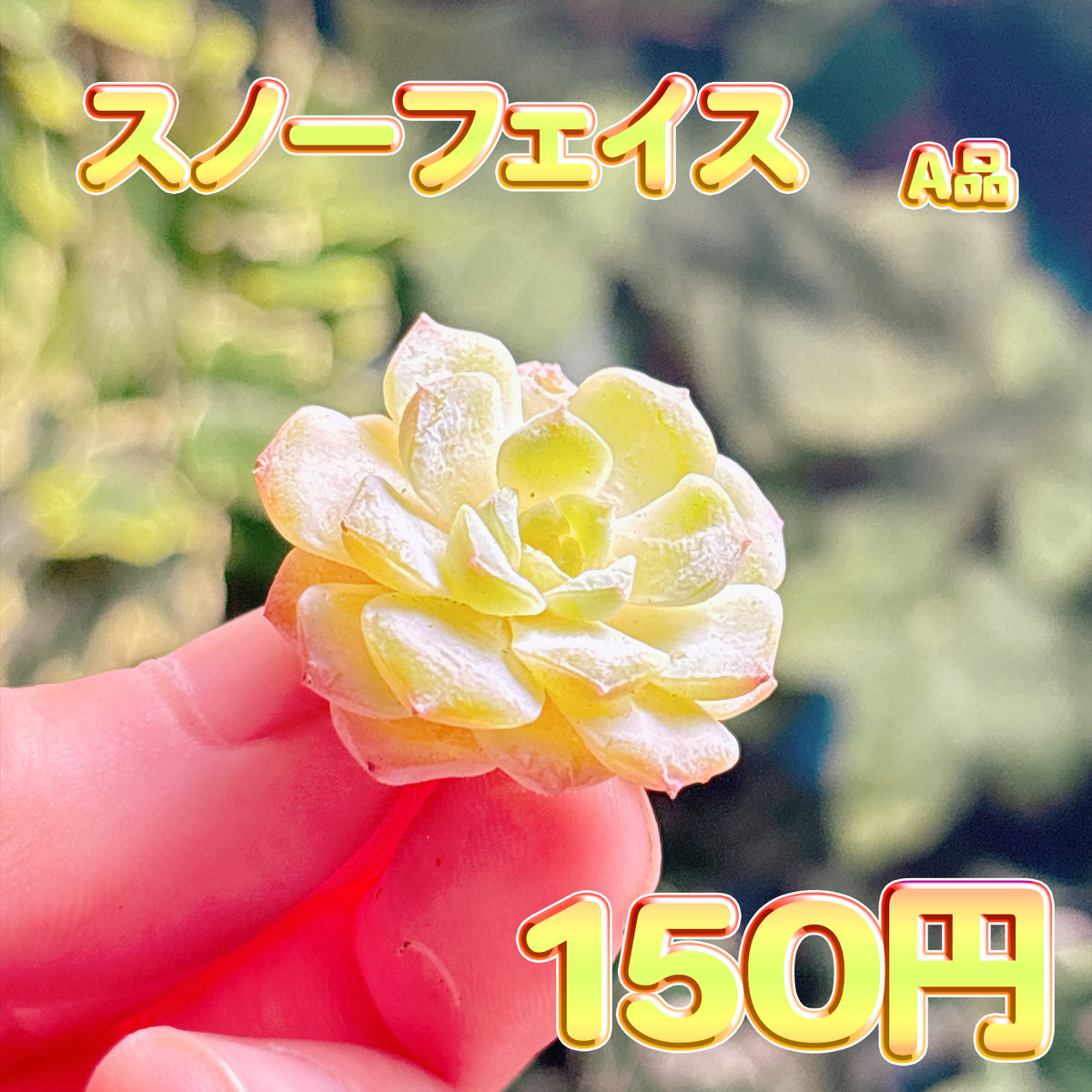 スノーフェイス　A品　カット苗