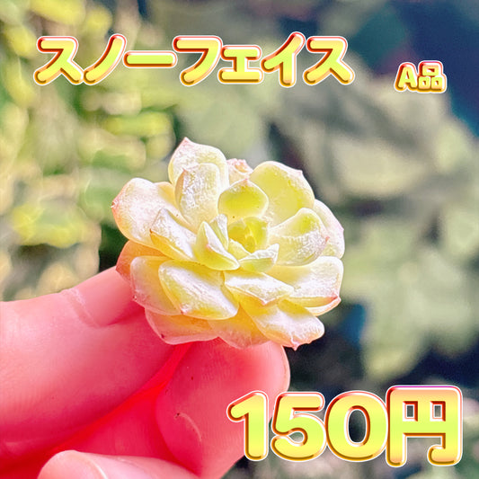 スノーフェイス　A品　カット苗