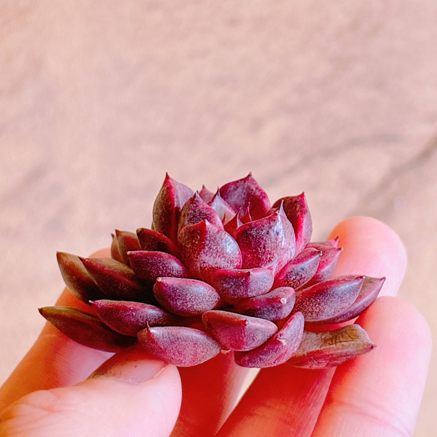 シンディー　A品　カット苗