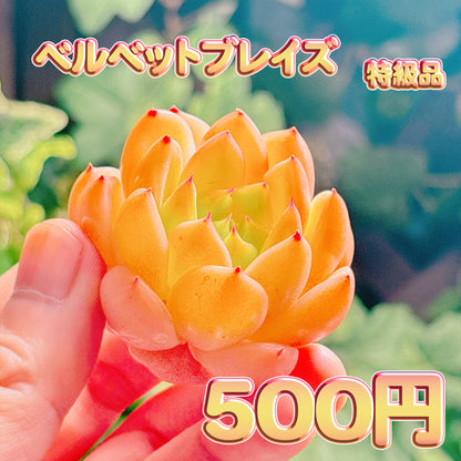 ベルベットブレイズ　特級品　カット苗