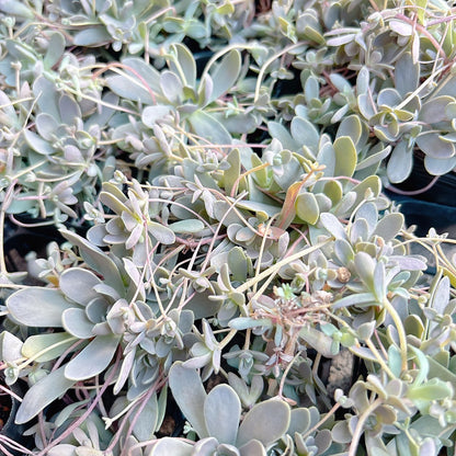 子持ち蓮華　A品