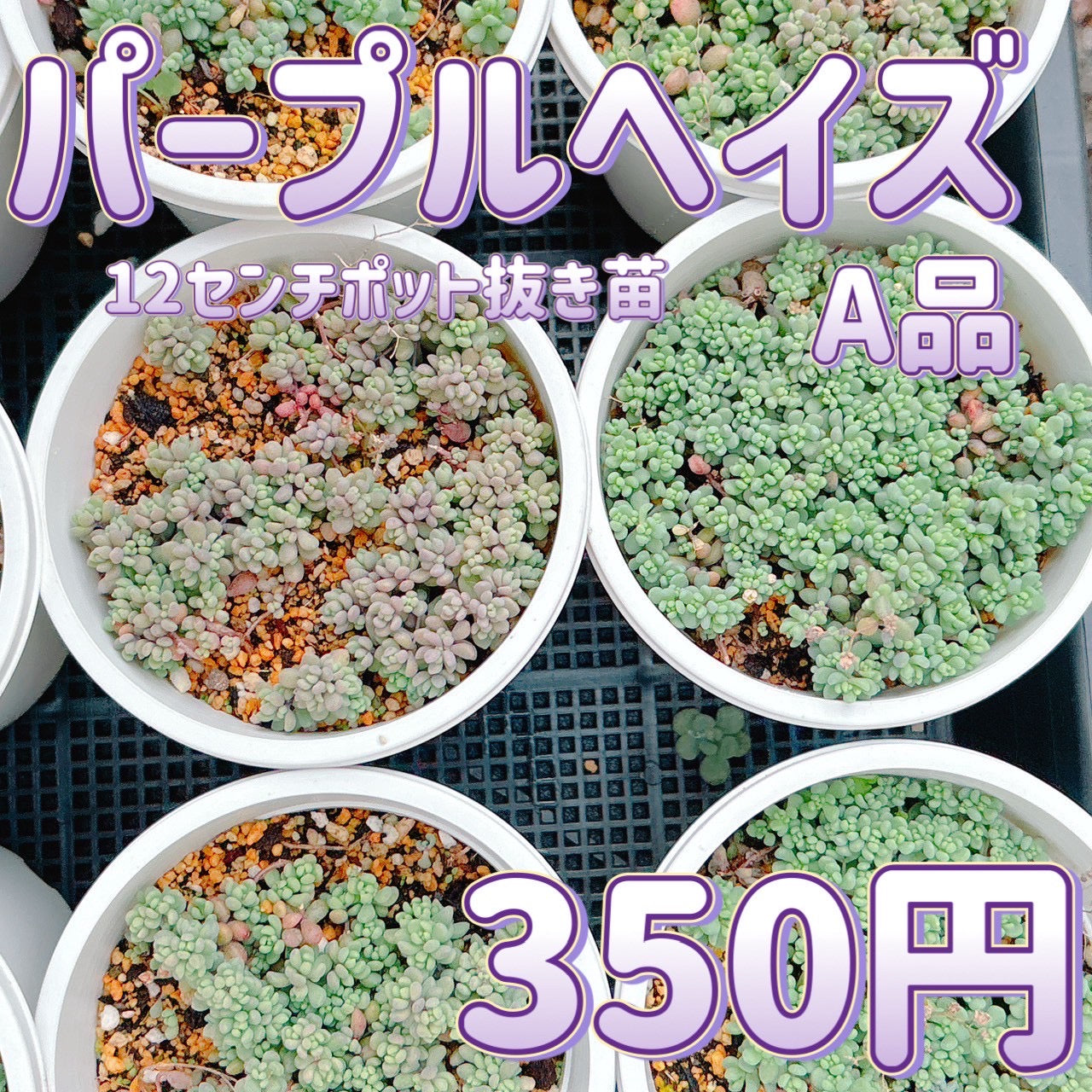 パープルヘイズ　A品　抜き苗