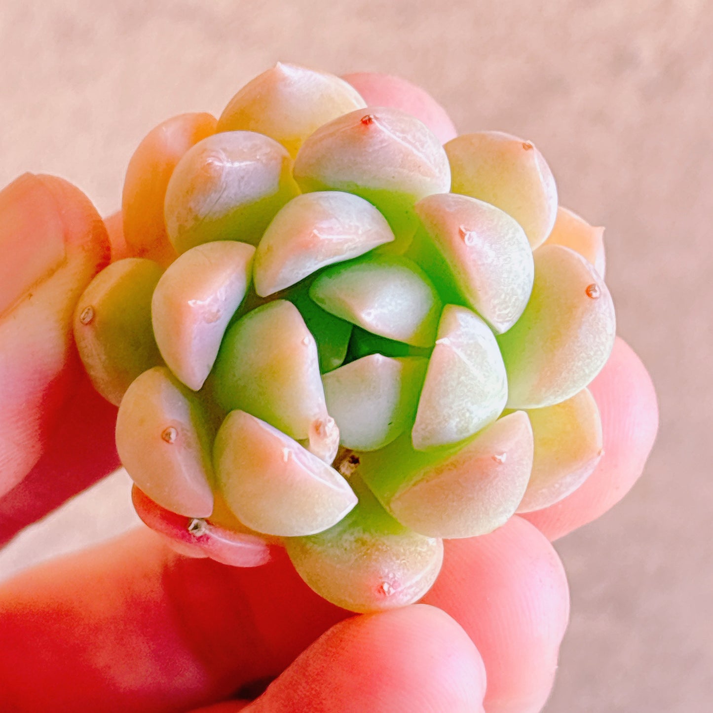 多肉植物