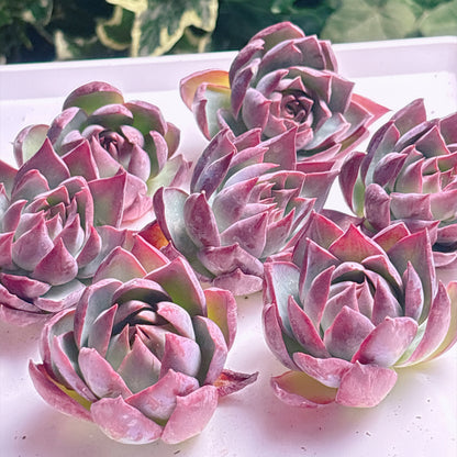 多肉植物