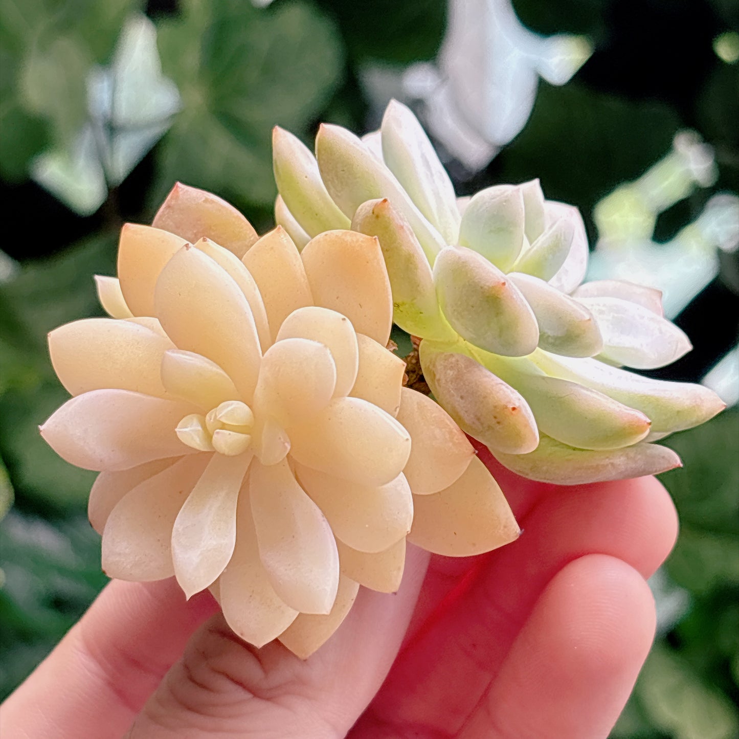 多肉植物
