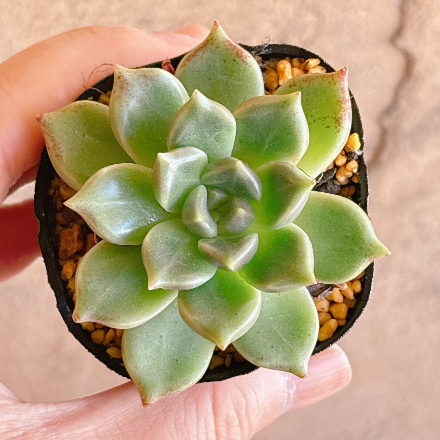 多肉植物