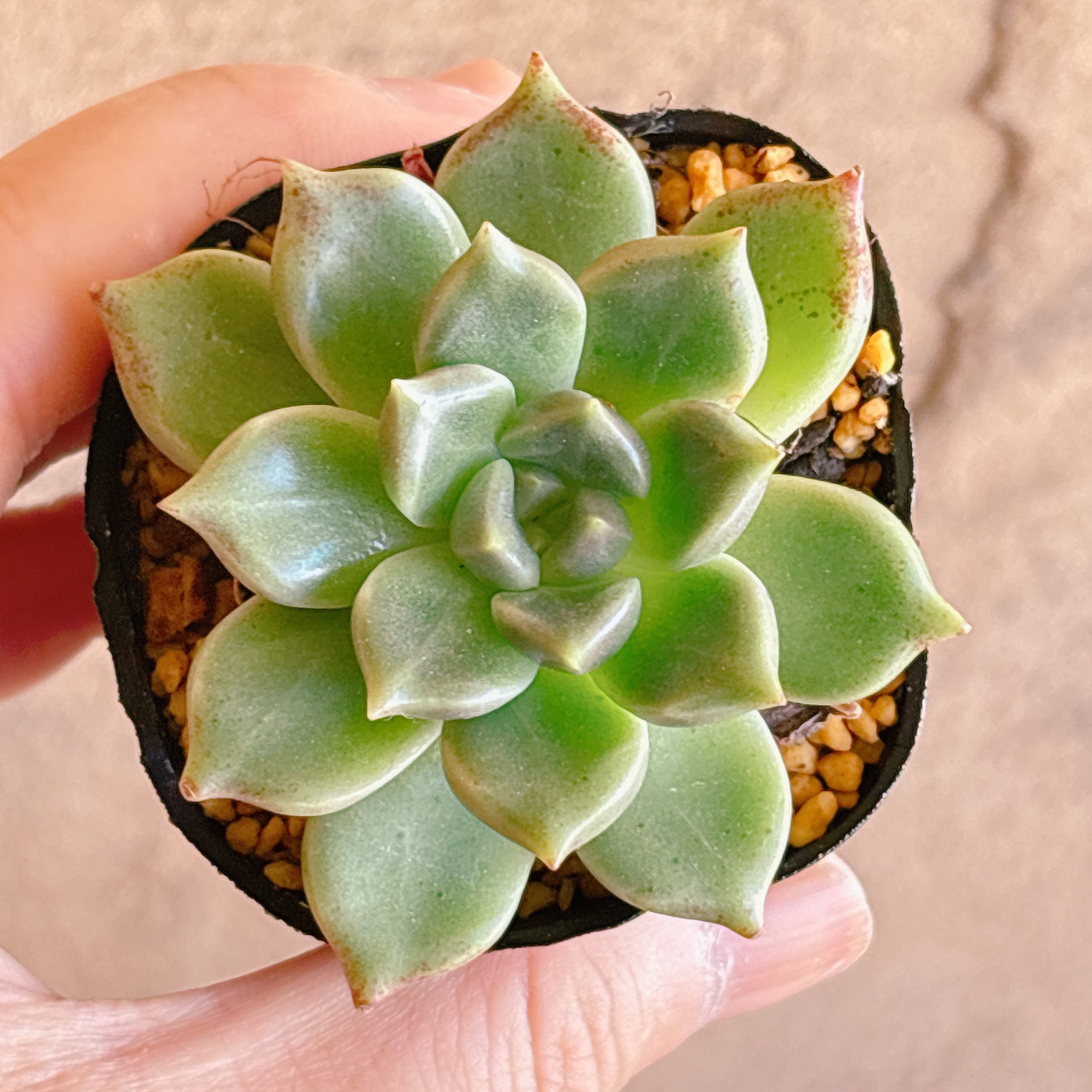 多肉植物