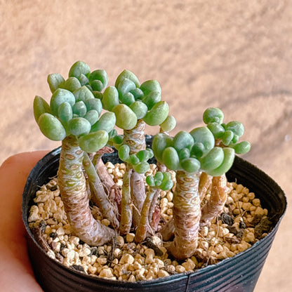 多肉植物