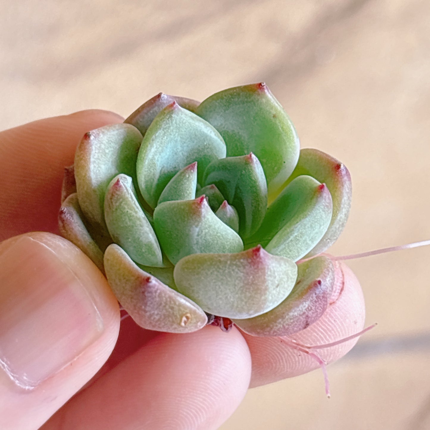 多肉植物