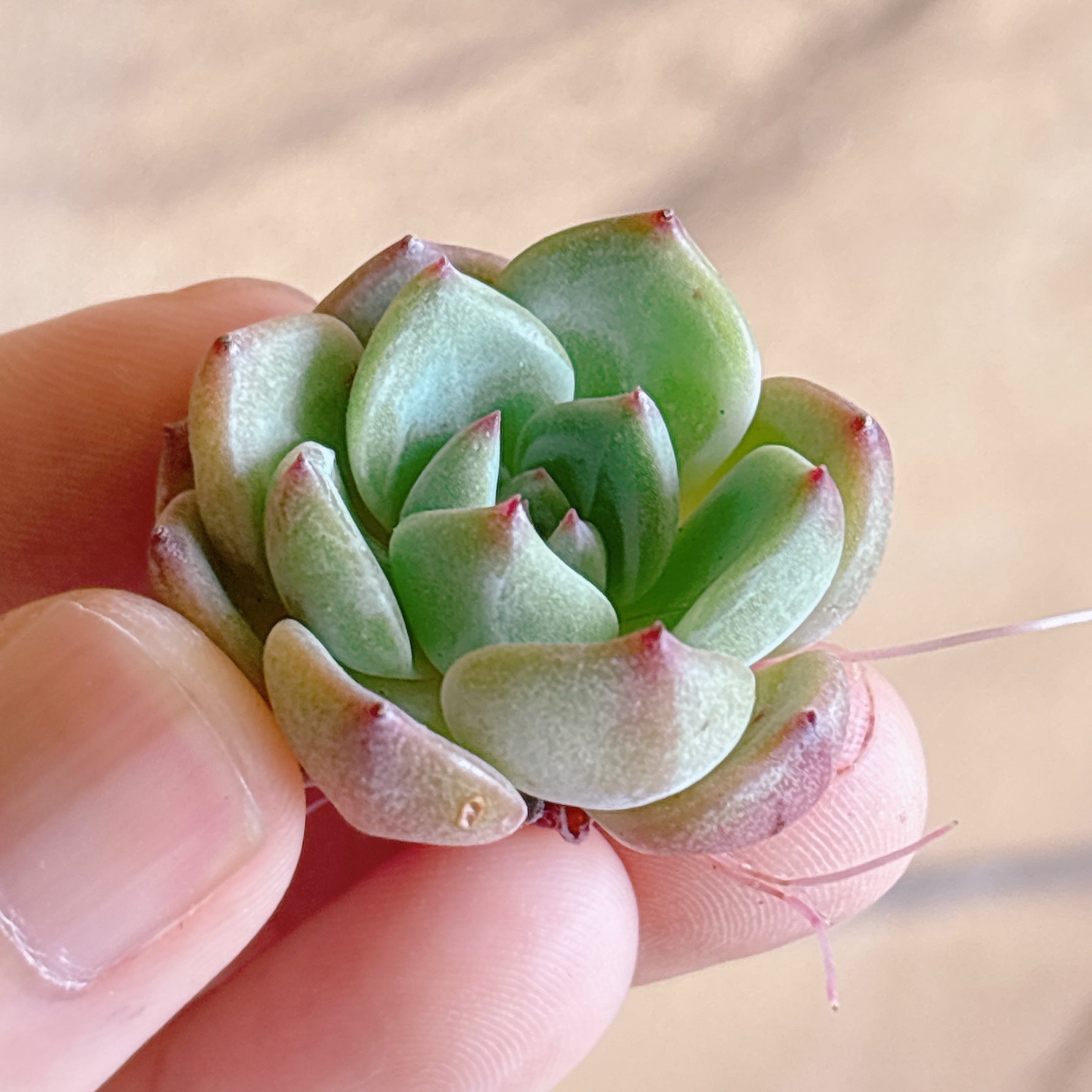多肉植物
