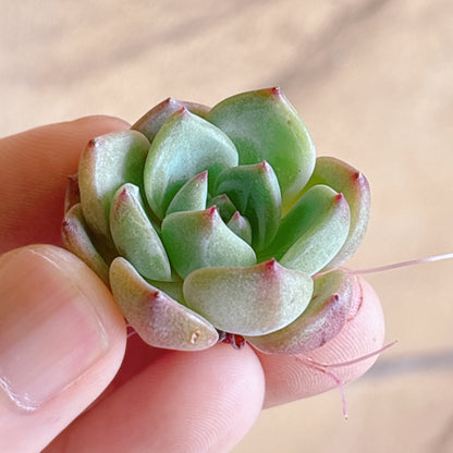 多肉植物