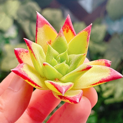 多肉植物