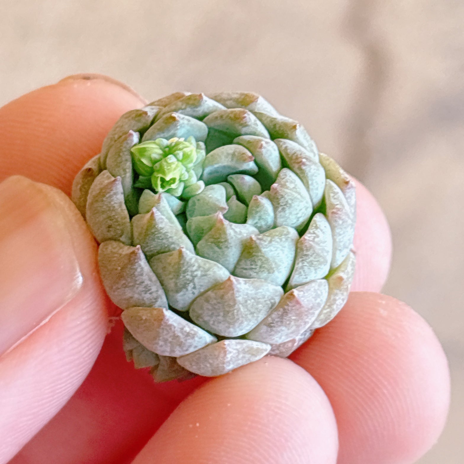 多肉植物