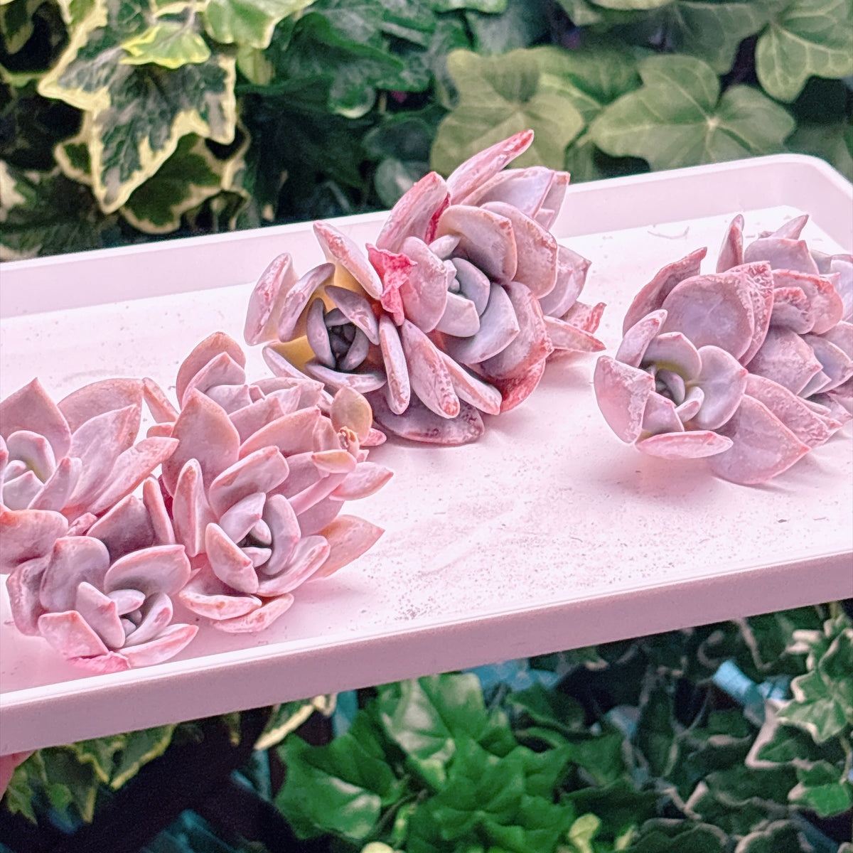 多肉植物