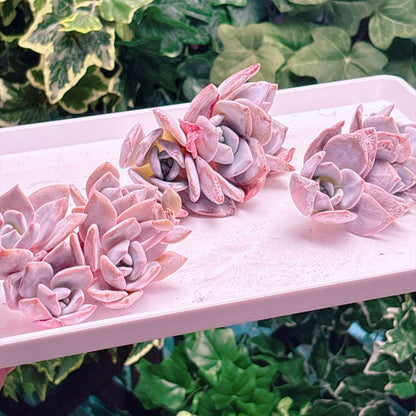 多肉植物