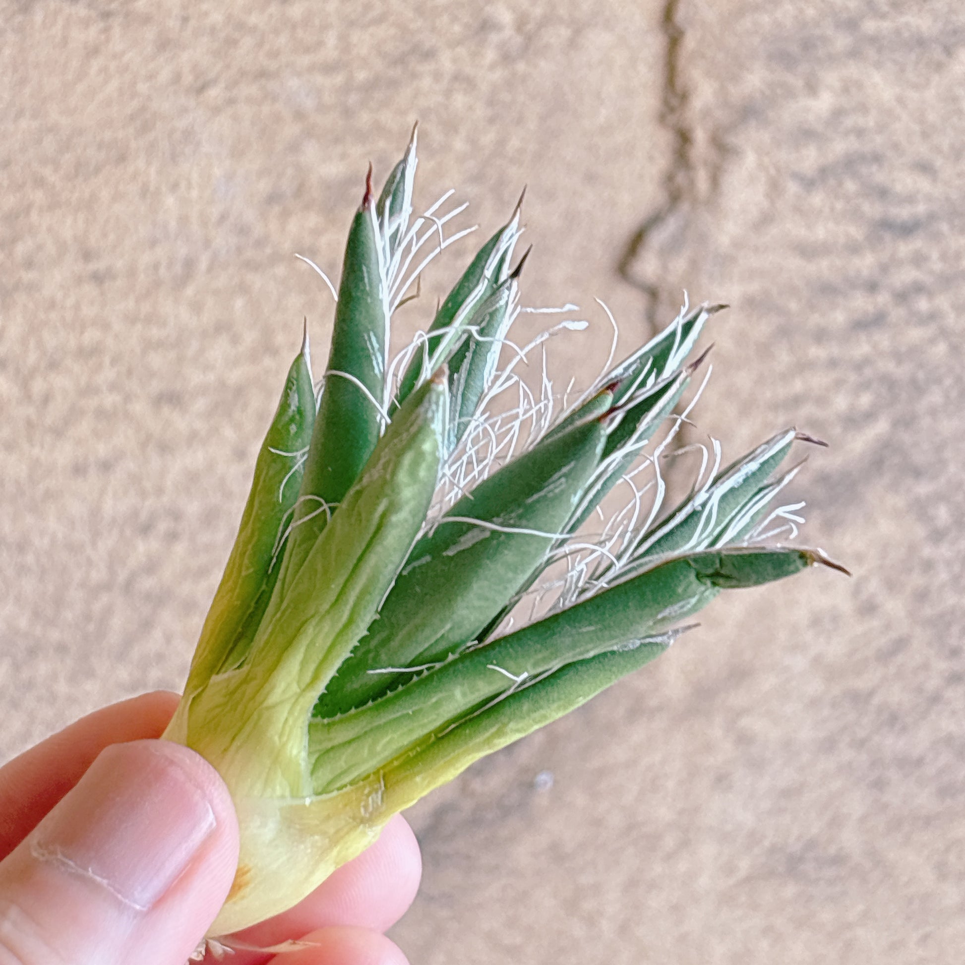 多肉植物