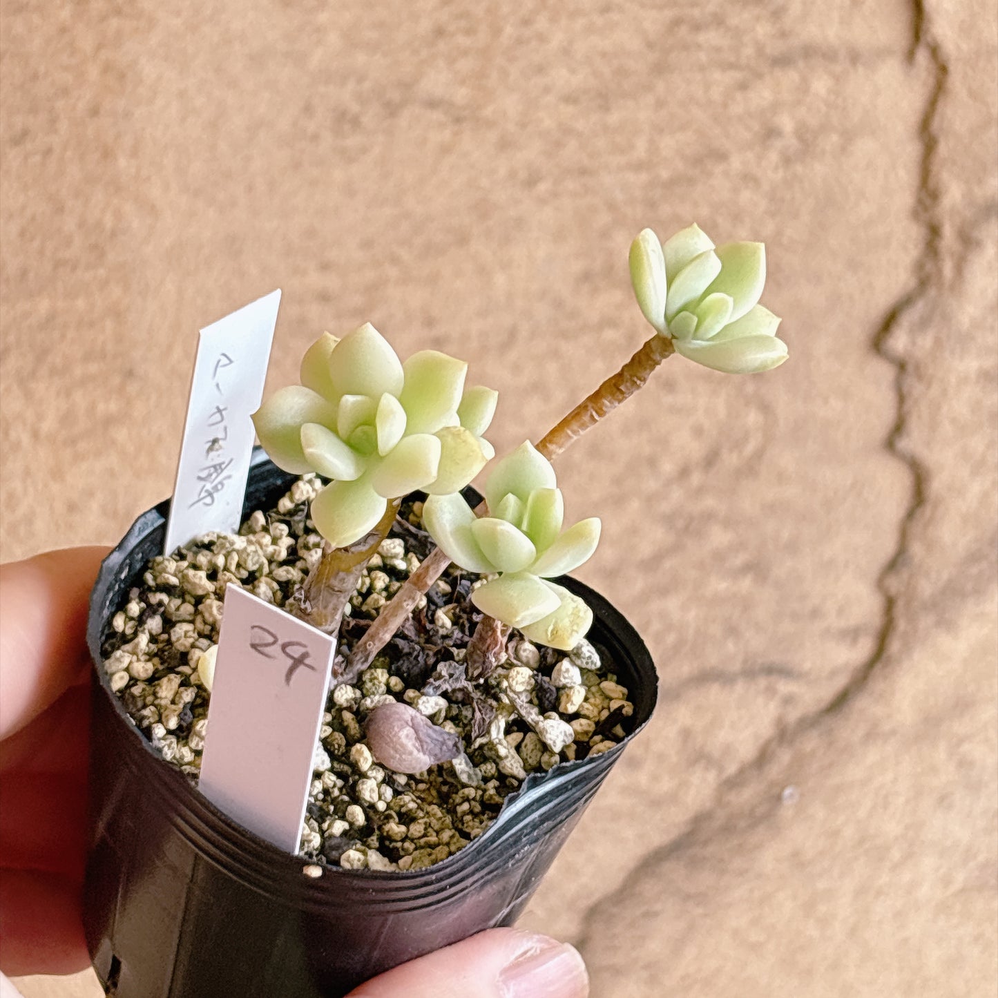 多肉植物