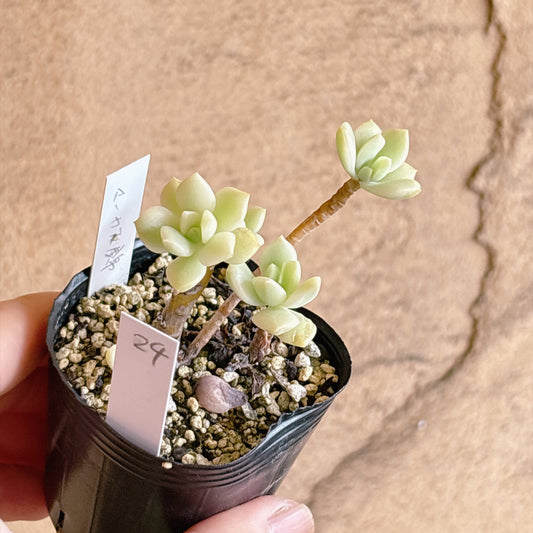 多肉植物
