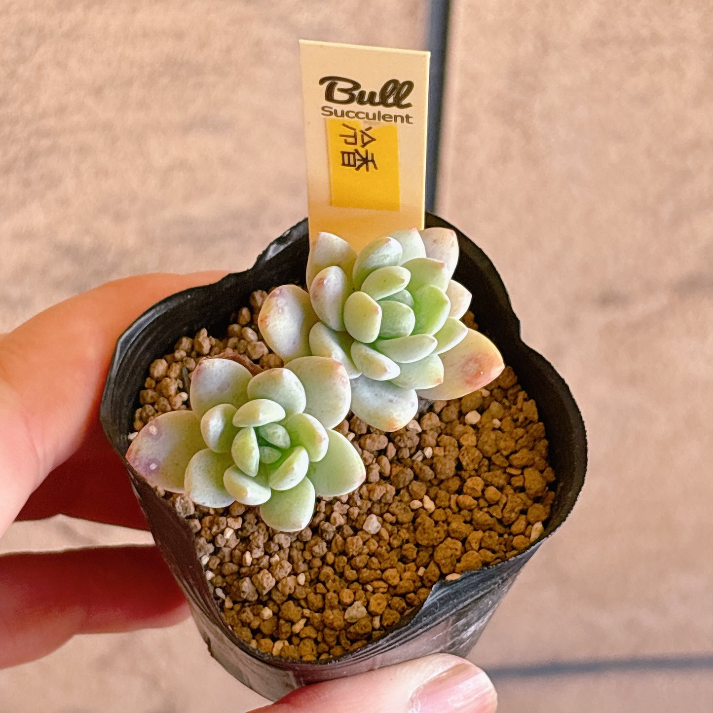 多肉植物