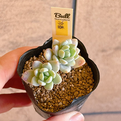 多肉植物