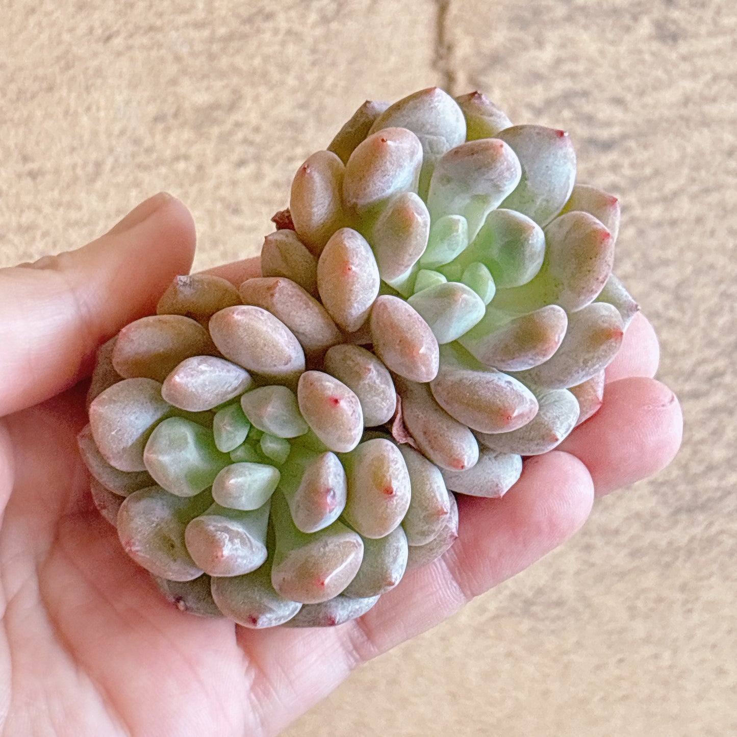 多肉植物