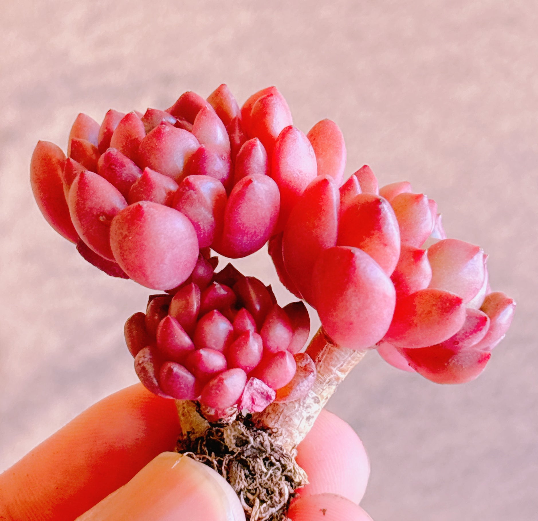 多肉植物