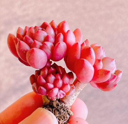 多肉植物