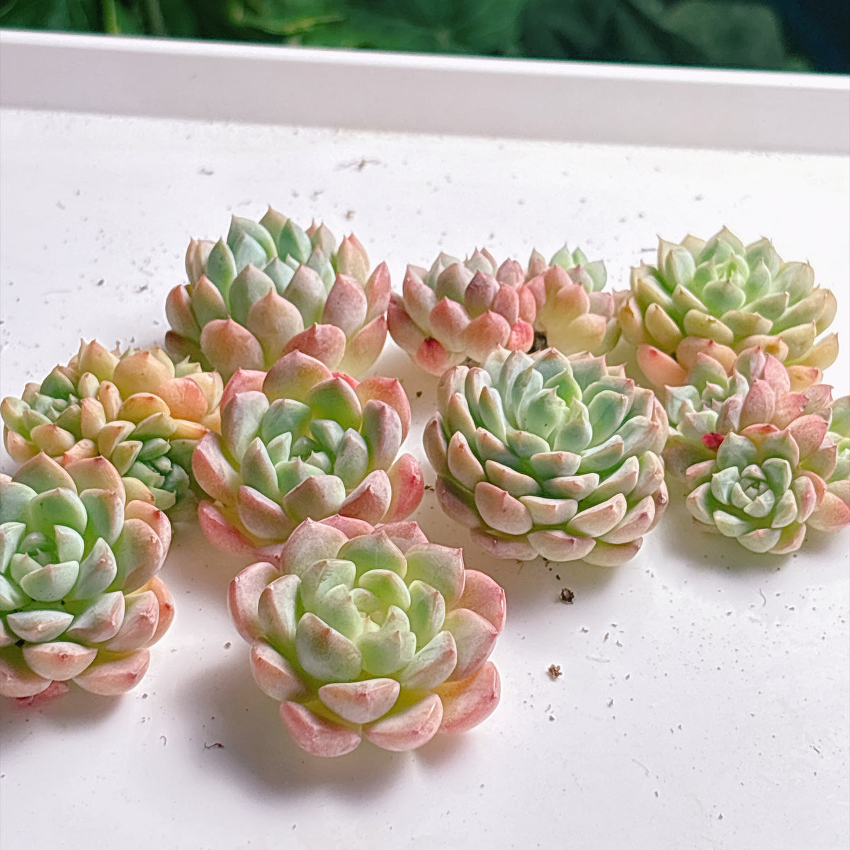 多肉植物
