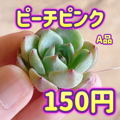 ピーチピンク　A品　カット苗