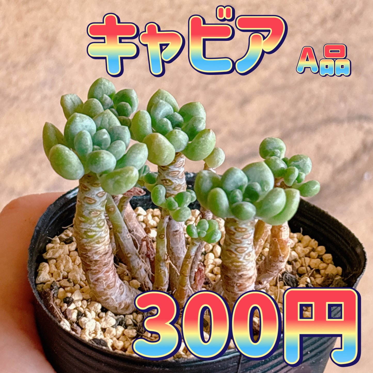 キャビア　A品　根付き苗