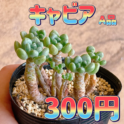 キャビア　A品　根付き苗