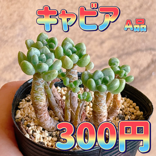 キャビア　A品　根付き苗