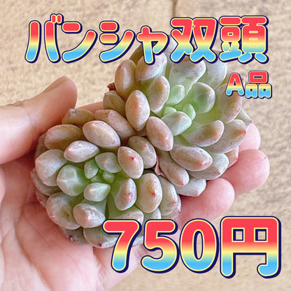 バンシャ双頭　A品　カット苗
