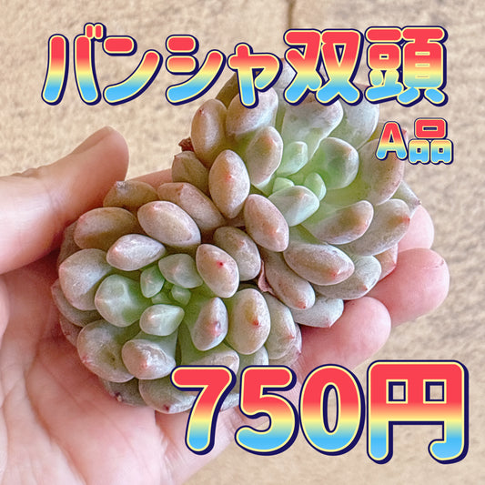 バンシャ双頭　A品　カット苗