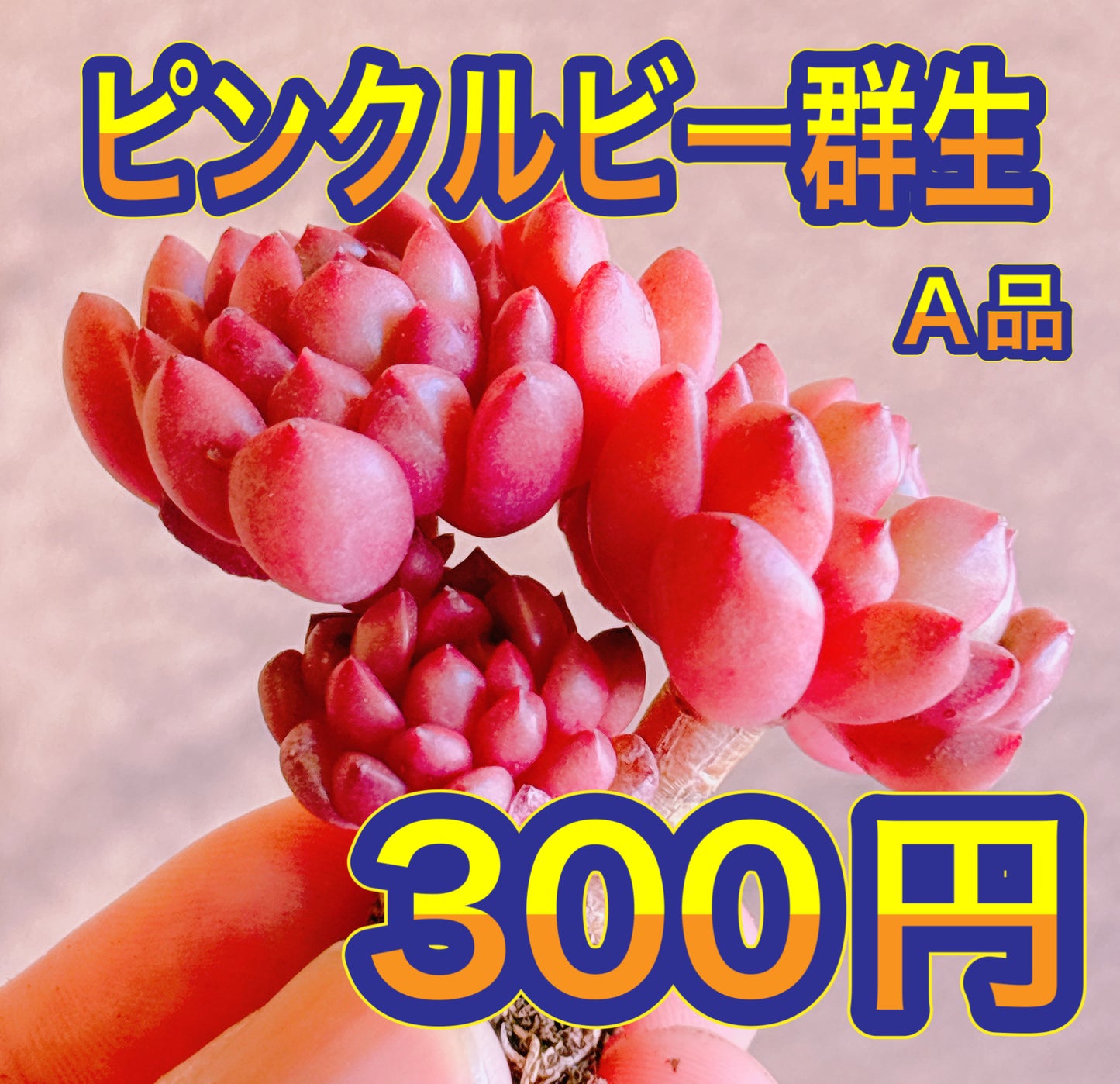 ピンクルビー群生　A品　カット苗