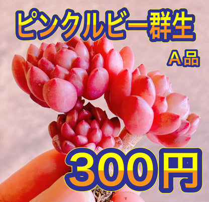 ピンクルビー群生　A品　カット苗