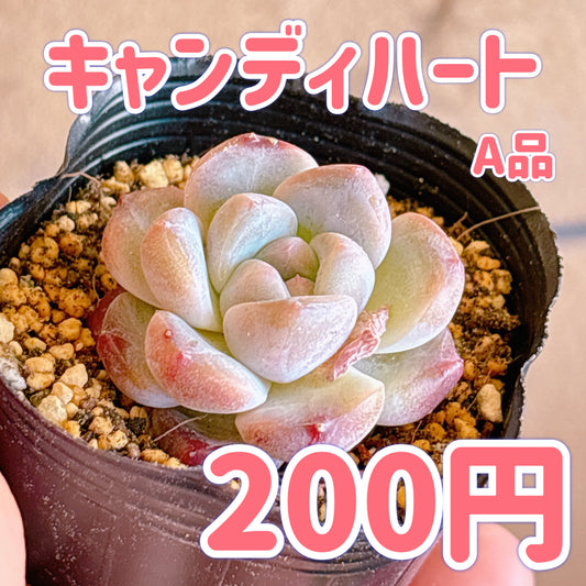 キャンディハート　A品　根付き苗