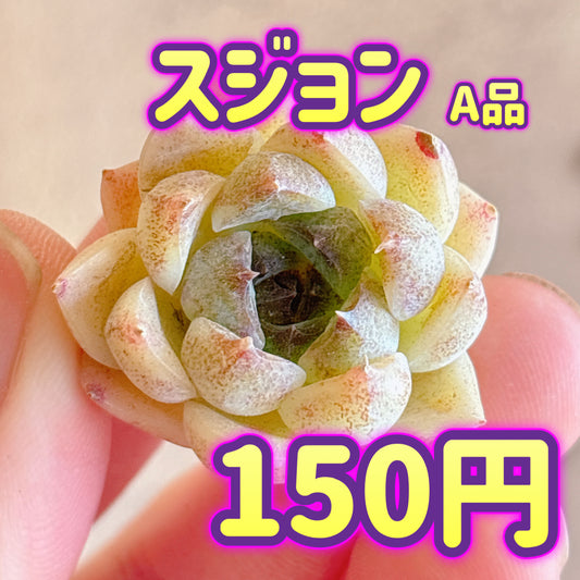 スジョン　A品　カット苗