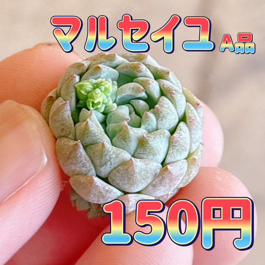 マルセイユ　A品　カット苗