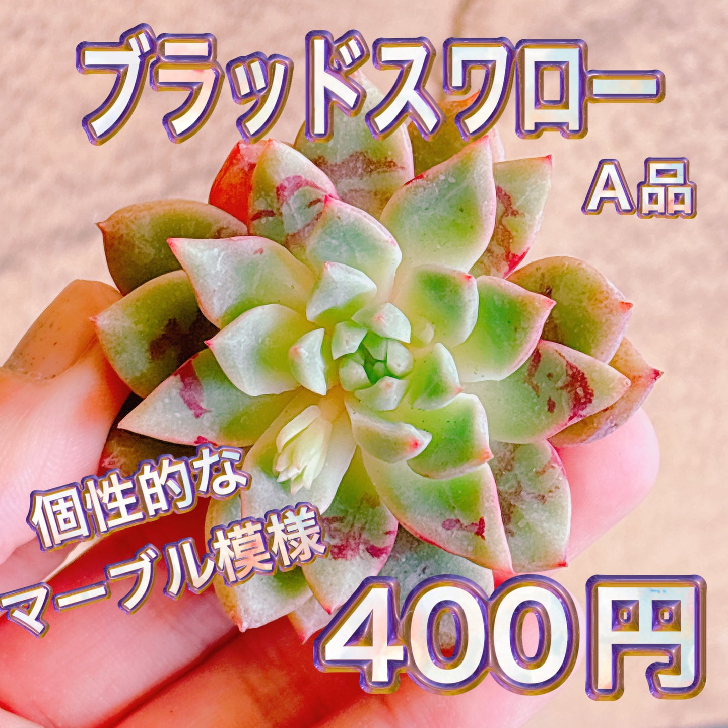 ブラッドスワロー　A品　カット苗