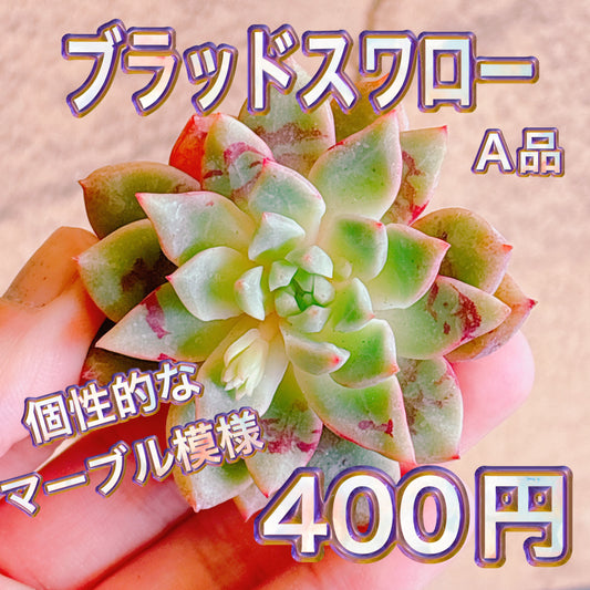 ブラッドスワロー　A品　カット苗