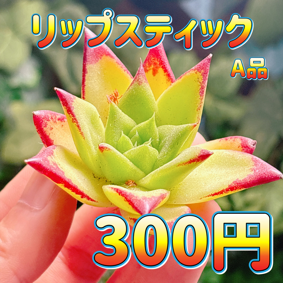 リップスティック　A品　カット苗