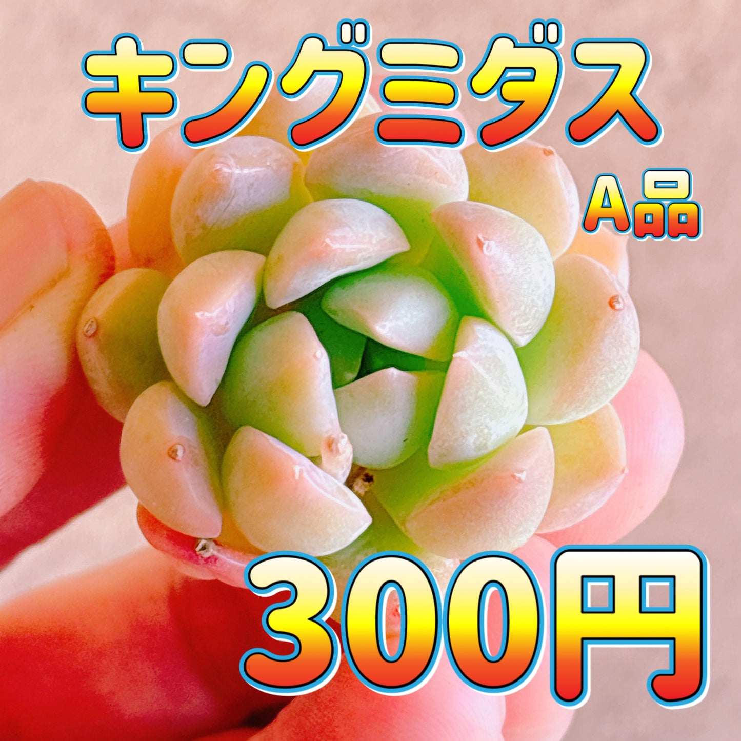 キングミダス　A品　カット苗