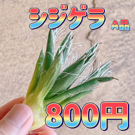 シジゲラ　A品　カット苗