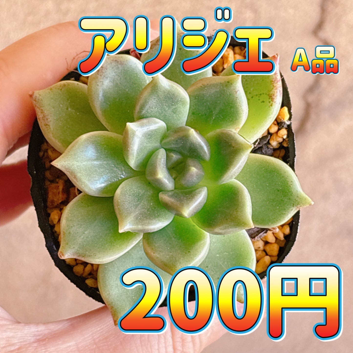 アリジェ　A品　根付き苗