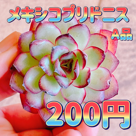 メキシコプリドニス　A品　カット苗