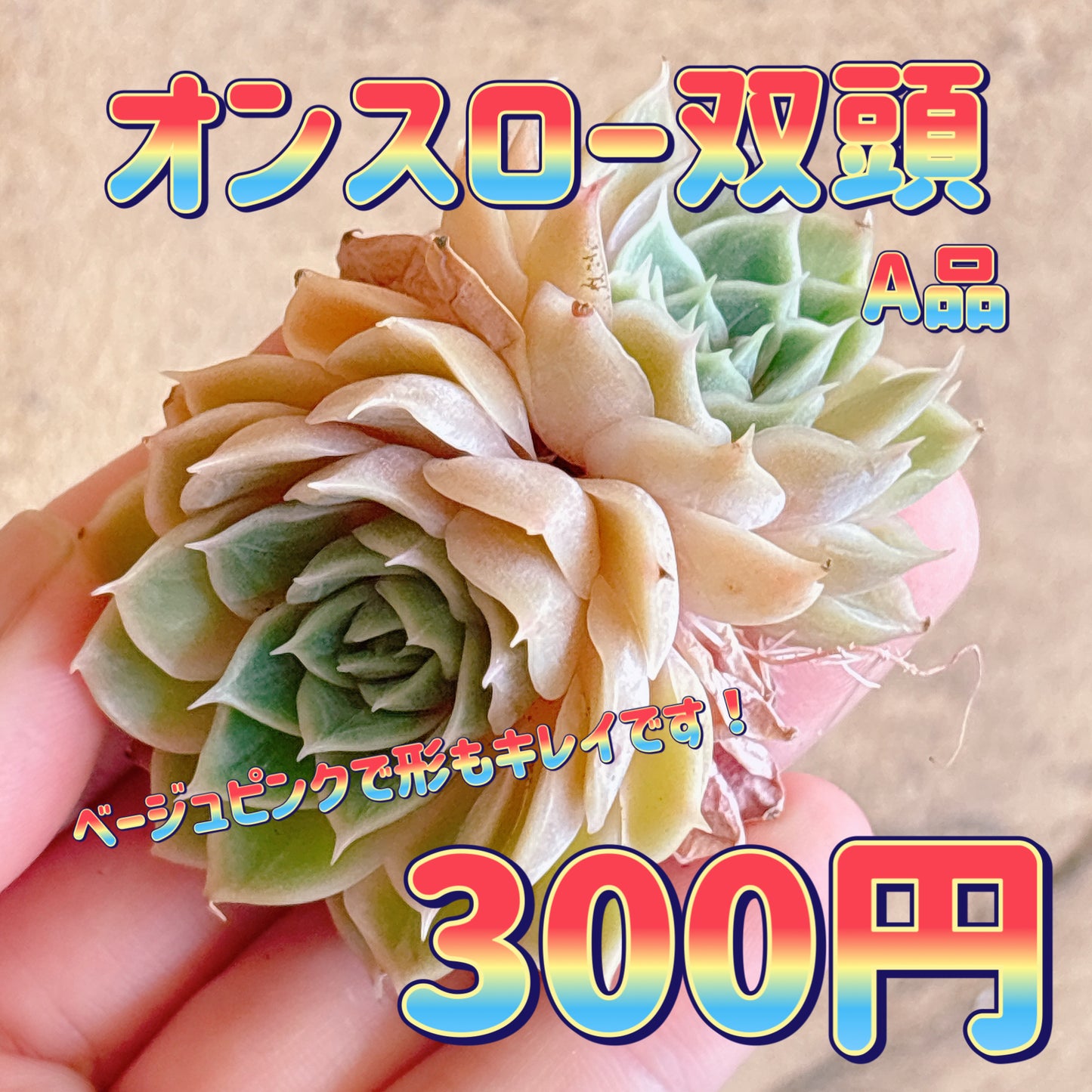 オンスロー双頭　A品　カット苗