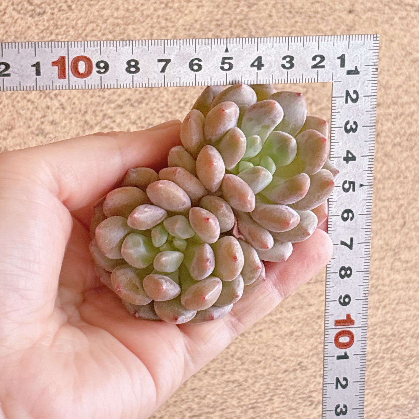 バンシャ双頭　A品　カット苗
